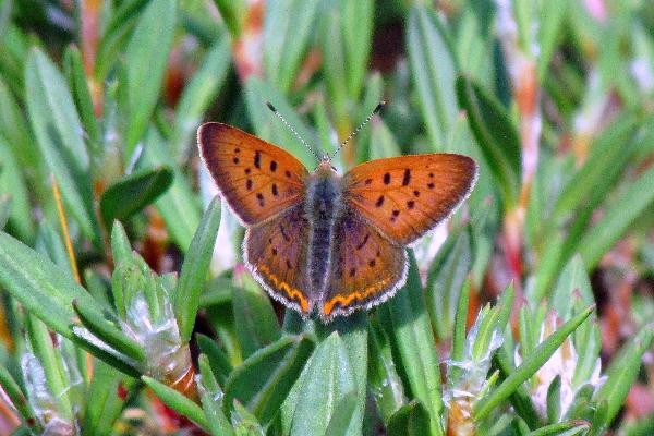 Photo of Lycaena helloides by Val George